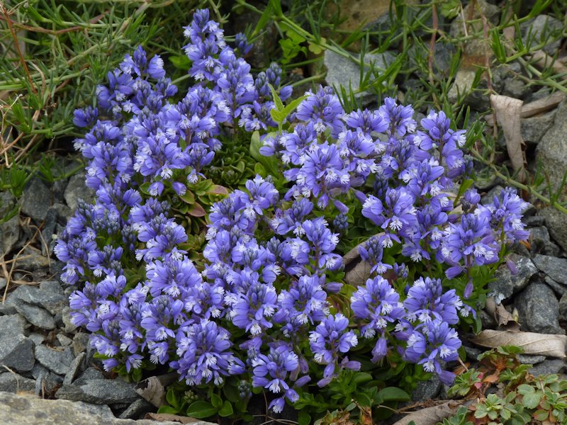 Polygala calcarea 'Lillet' en fleurs dans une prairie ensoleillée
